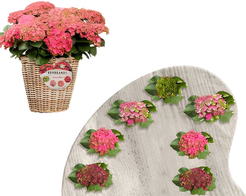 Planta Hortensia Rembrandt 5 Litros Planta Hortensia Rembrandt 5 Litros